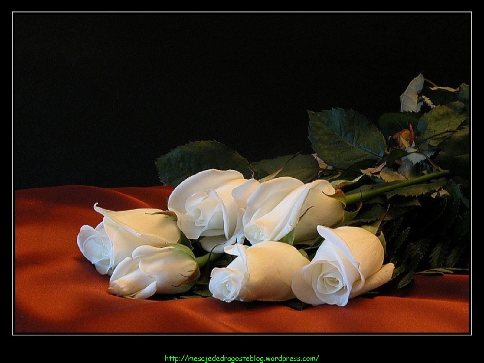 Розы спи любимая. Спокойной ночи с белыми розами. Добрый вечер с белыми розами. Романтичные цветы. Спокойной ночи девушке с белыми розами.